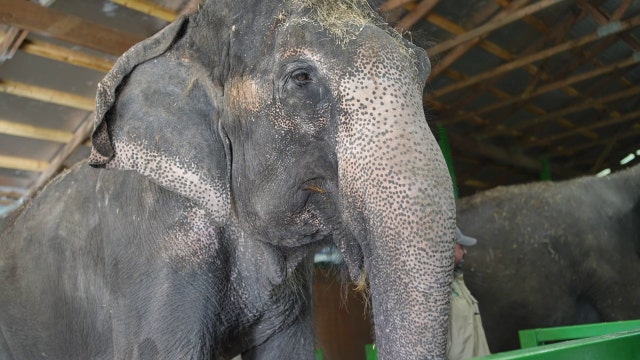 Myakka Elephant Ranch visitors interact with two beloved Asian elephants