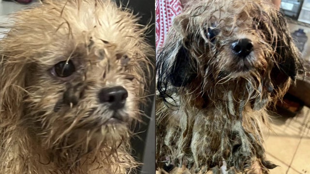 Manatee County pet rescue takes in 40 dogs from hoarding situation: ‘They're literally dripping in dreadlocks'