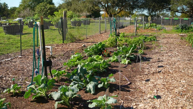 Chester Ochs Park community garden educates on urban agriculture