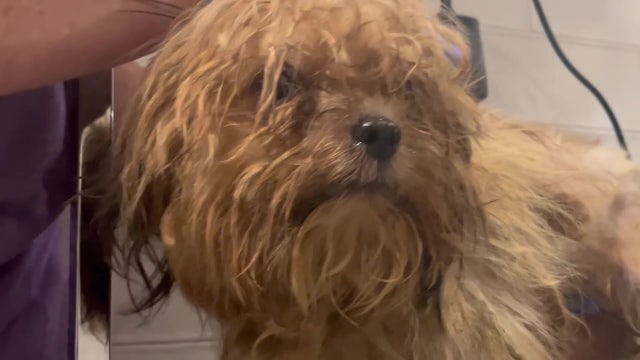 Animal rescue groups join forces to help more than 50 dogs rescued from Florida hoarder: ‘It was horrendous’