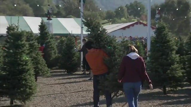 Florida conservationists encourage recycling Christmas trees in the water