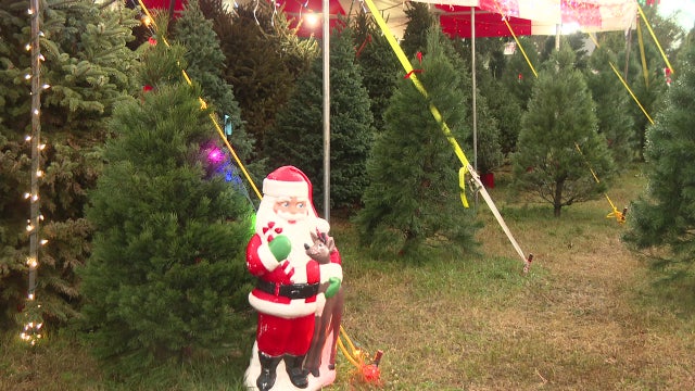 Christmas tree sales booming as more people want to feel the holiday spirit