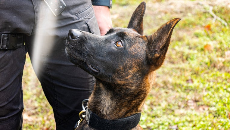 Pictured :K9 Taz. Image is courtesy of the Citrus County Sheriff's Office.