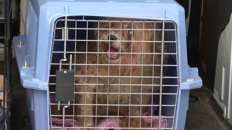 Dog in cage rescued from hoarding situation.