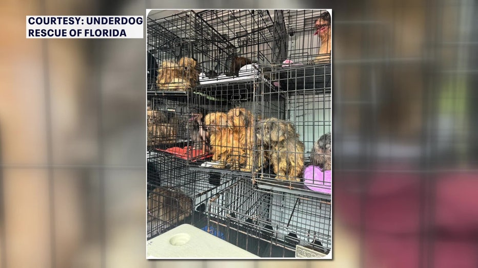 Dogs in cages rescued from hoarding situation.