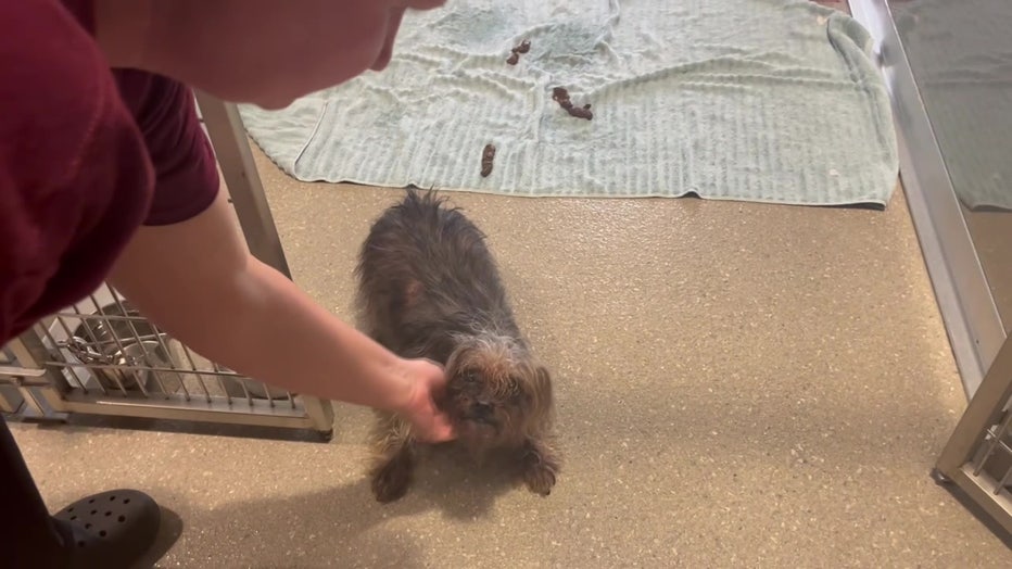 Dog rescued from hoarding situation.