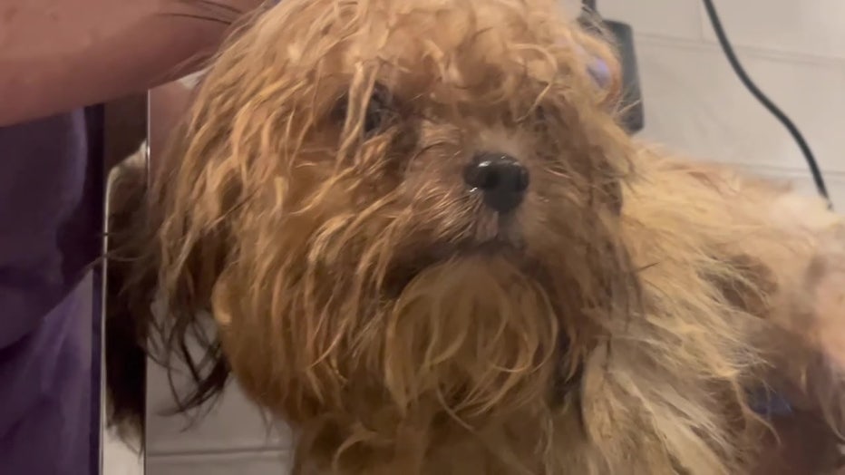 The rescued dogs were severely matted and in need of a grooming.