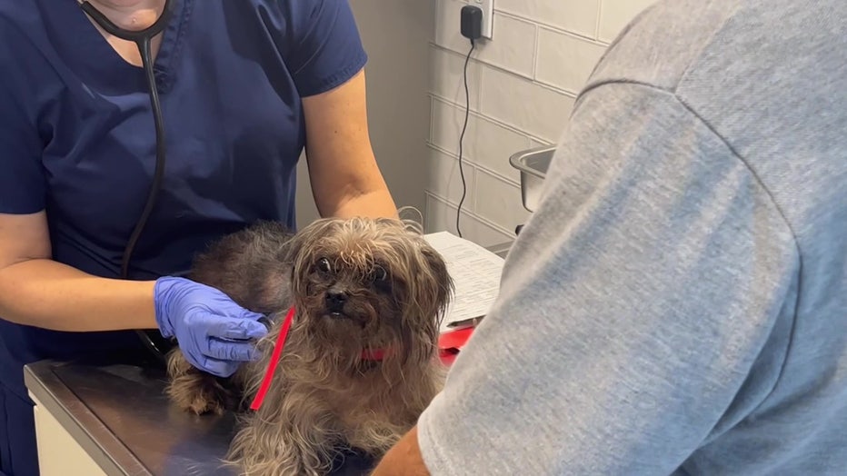 Dog rescued from hoarding situation gets a check-up. 