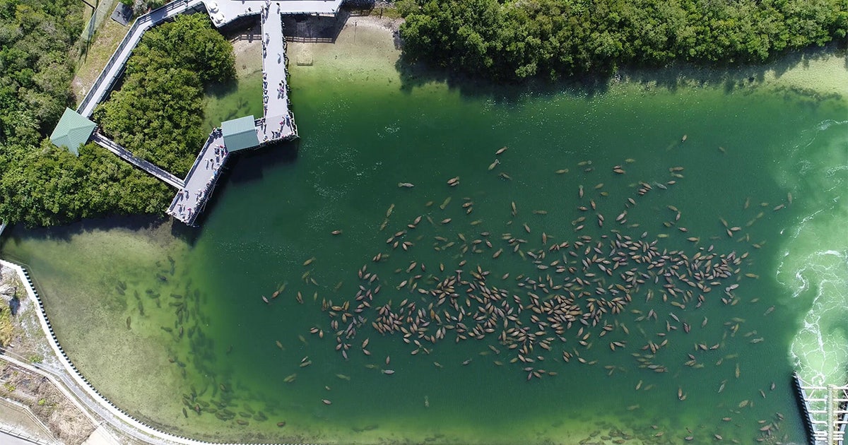 Tampa Electric's Manatee Viewing Center sets 'amazing' new record of ...
