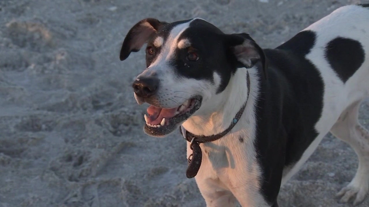 In Ft. wurde ein ansteckender und tödlicher Hundevirus entdeckt.  De Soto Park