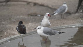 Sanctuary in Indian Shores gives injured birds second chance