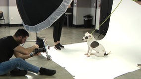 Bay Area photographer helps animals get adopted with 'Second Shot' program