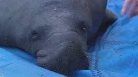 2 manatees released into wild near Apollo Beach after being nursed back to health