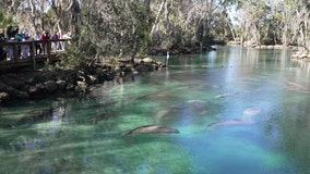 Crystal River brings visitors up close to manatees during winter months
