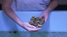 Mote Marine's International Coral Gene Bank offers hope for coral reefs on Florida coast