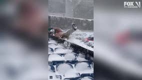 Amid Winter storm in New York, snow shoveler slides down chute shirtless at Buffalo Bills' stadium