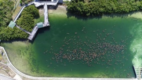 Tampa Electric's Manatee Viewing Center sets 'amazing' new record of manatees gathered