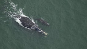 Endangered right whale calf spotted in Clearwater with potentially fatal boat strike injury