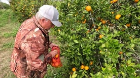 Regenerative Agriculture helping citrus growers plagued by devastating 'greening'