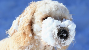 Winter weather: How to protect your pets from the cold, keep them safe