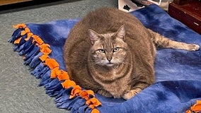 Morbidly obese cat 'Frosty' finds forever home after rescue by animal shelter
