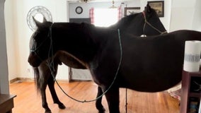 Nebraska rancher brings horses inside her home during 'hell' blizzard to keep them warm