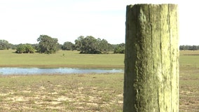 Polk County looking at potentially protecting Lake Wales property for endangered species