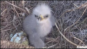 Eagle Cam: Southwest Florida eaglet hatches on New Year’s Eve