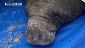 Young manatee 'Brisk' rescued from frigid water in St. Pete, transported to ZooTampa