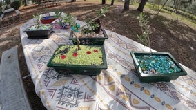 Learn the art of bonsai at Brooksville olive tree orchard