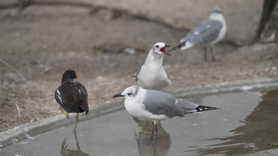 Sanctuary in Indian Shores gives injured birds second chance