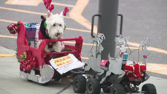 'Parade dog': Scottish terrier becomes sensation in Largo