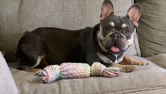 Amazon driver steals French Bulldog while delivering packages: HCSO