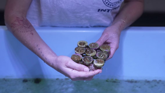 Mote Marine's International Coral Gene Bank offers hope for coral reefs on Florida coast