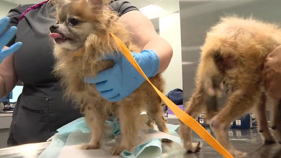 Dog flu season in Bay Area, owners should make sure pets are vaccinated