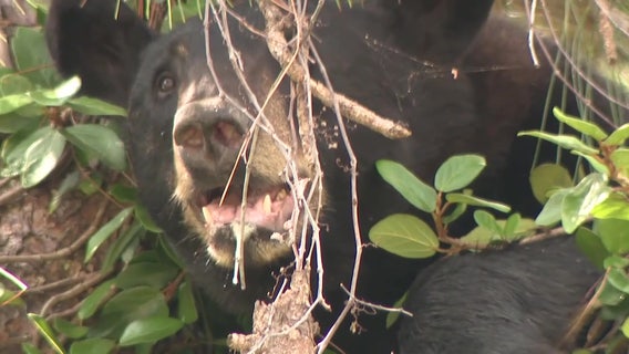 'Stand your ground' against bears bills making their way through Florida legislature