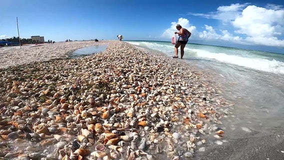 Shelling in Florida: Here’s what to know before picking up a seashell