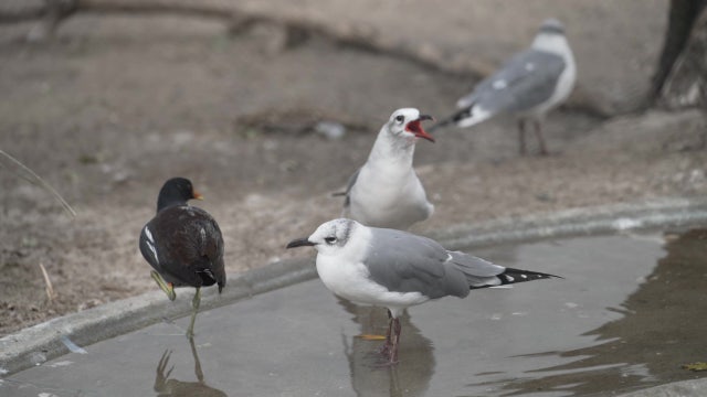 Sanctuary in Indian Shores gives injured birds second chance