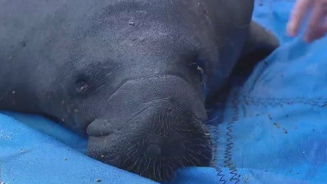 2 manatees released into wild near Apollo Beach after being nursed back to health
