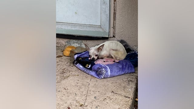 Dogs found living in deplorable conditions in Beverly Hills