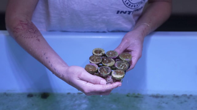 Mote Marine's International Coral Gene Bank offers hope for coral reefs on Florida coast