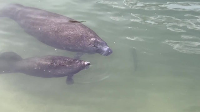 Manatees return to Apollo Beach as temperatures drop