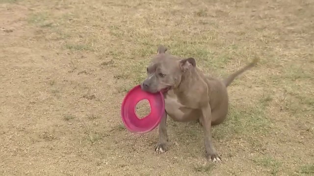 New legislation would create statewide 'dangerous dog' registry