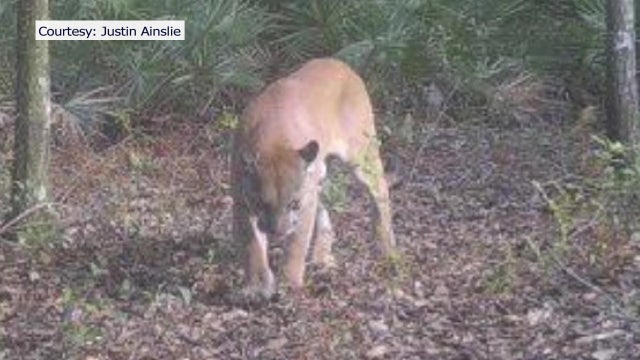 Manatee County hunter captures Florida panther on trail camera