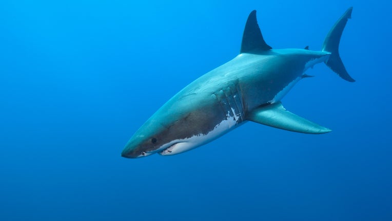Great White Shark, Carcharodon carcharias, South Africa. (Photo by: Prisma Bildagentur/Universal Images Group via Getty Images)