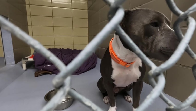 File: Dog at Hillsborough County Pet Resource Center
