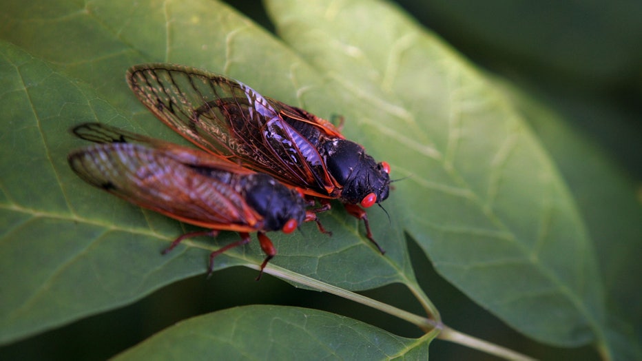 2024 double cicada broods North America