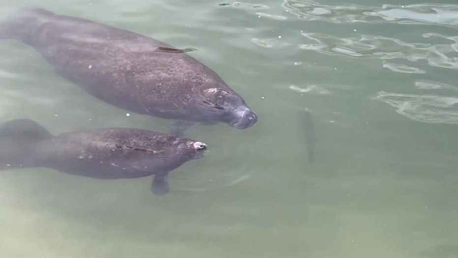 Manatees swim at TECO Manatee Viewing Center. 