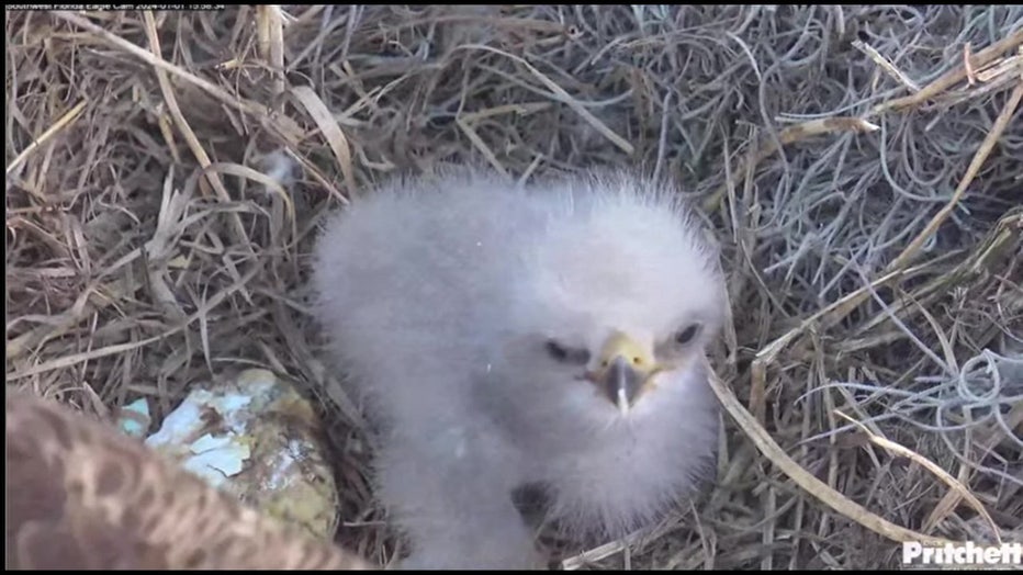 Courtesy: Southwest Florida Eagle Cam