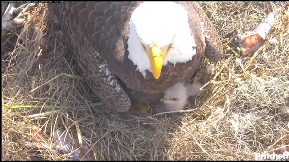 Courtesy: Southwest Florida Eagle Cam